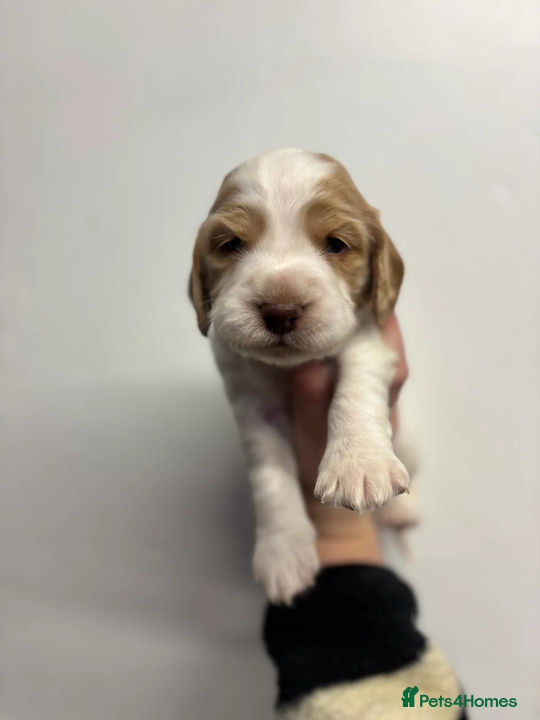 Cocker Spaniel dogs for sale: ✨ Cocker Spaniel Puppies ✨ - Advert 7