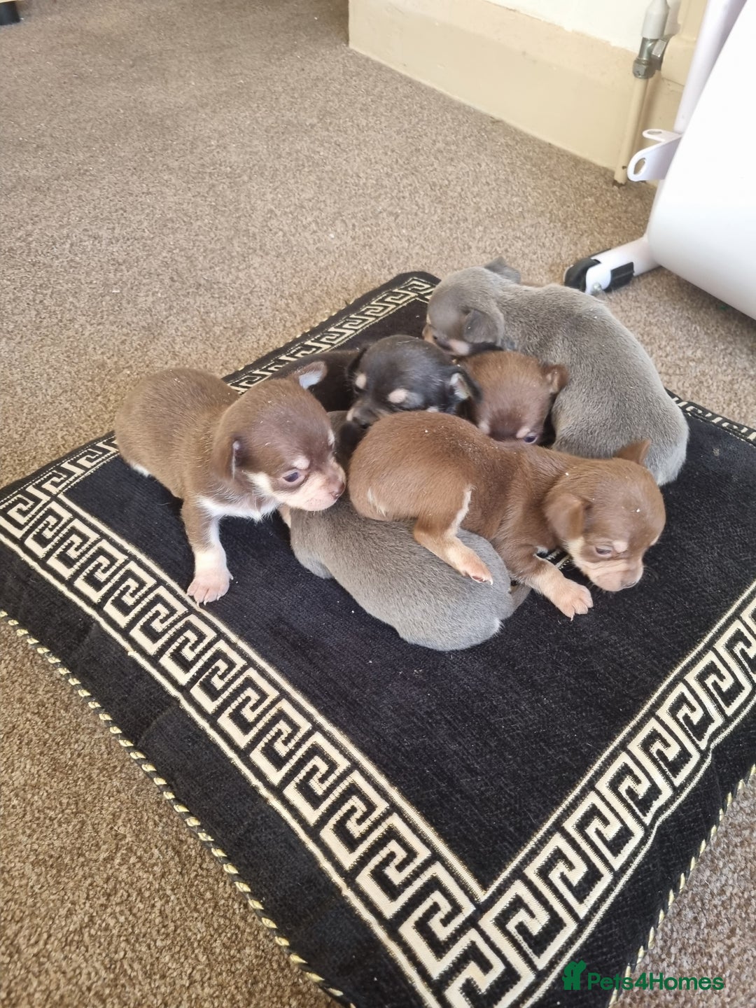 Chihuahua dogs for sale: Beautiful Chihuahua puppies  - Image 7