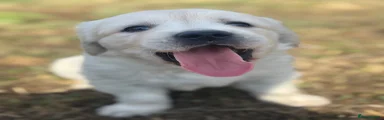 Buddy