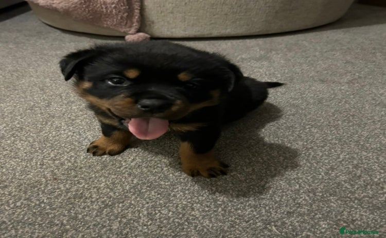 Rottweiler dogs - Advert 1