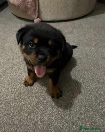 Rottweiler dogs - Advert 1