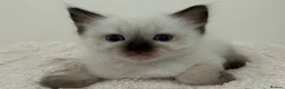 Ragdoll cats for sale: Seal Point & Lilac Bicolour Ragdoll Kittens - Advert 7