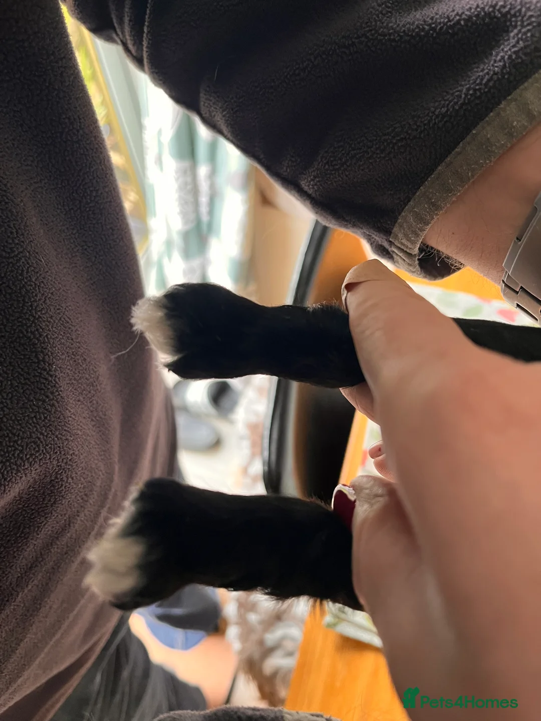 Mixed Breed dogs for sale: Stunning black Australian labradoodle pups - Advert 8