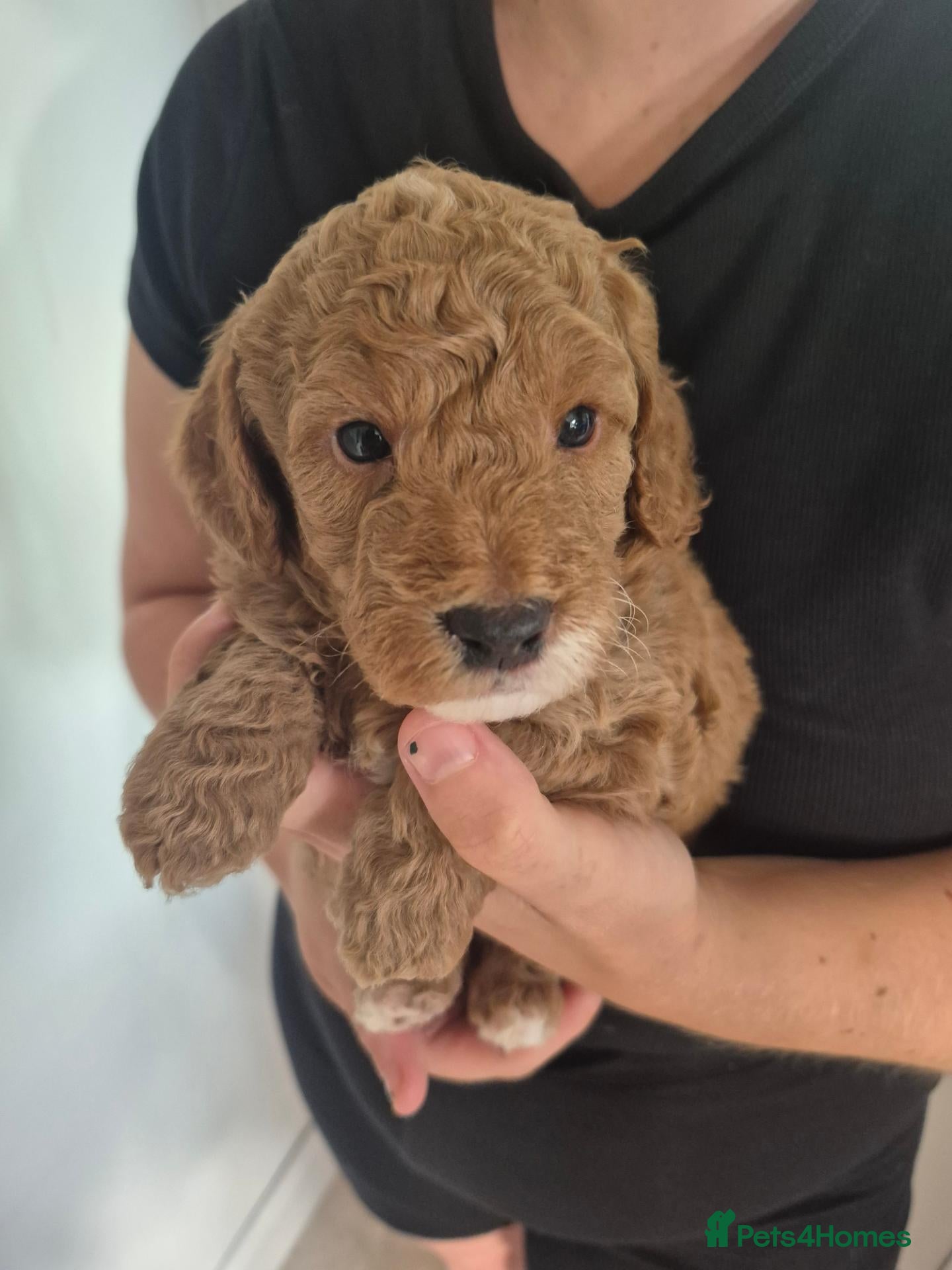 Cockapoo dogs F1B red and apricot curly and wavy cockapoos - Advert 1