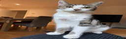 Mixed Breed cats for sale: Shirt hair moggy cat  in Maidstone - Advert 1