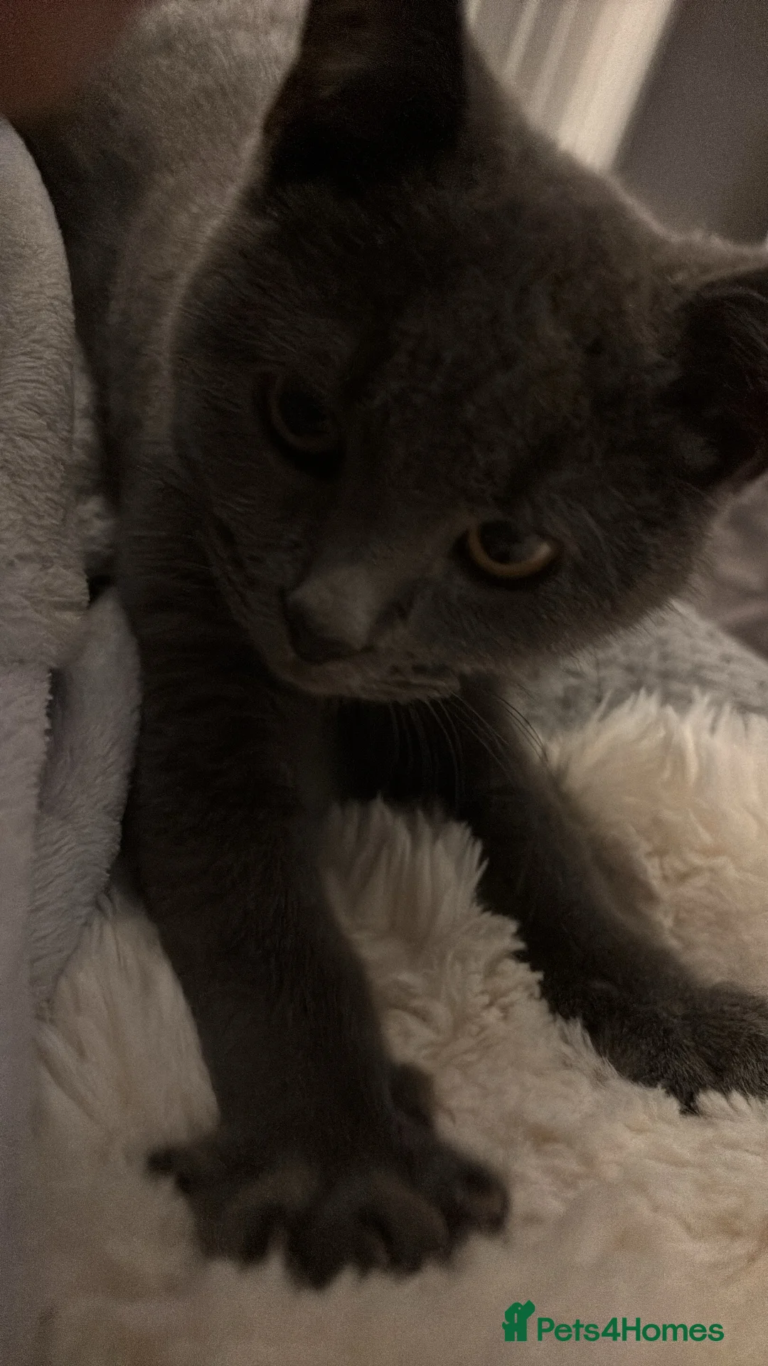 British Shorthair cats for sale: British Shorthair Male Kitten in Birmingham - Advert 8