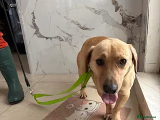 Dachshund dogs Jack – Sweet Dachshund Mix is Ready to Adopt - Advert 2