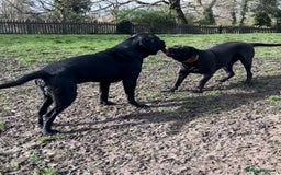 Cane Corso dogs for sale: Purebred Cane Corso Puppies – Exceptional Parent - Image 15