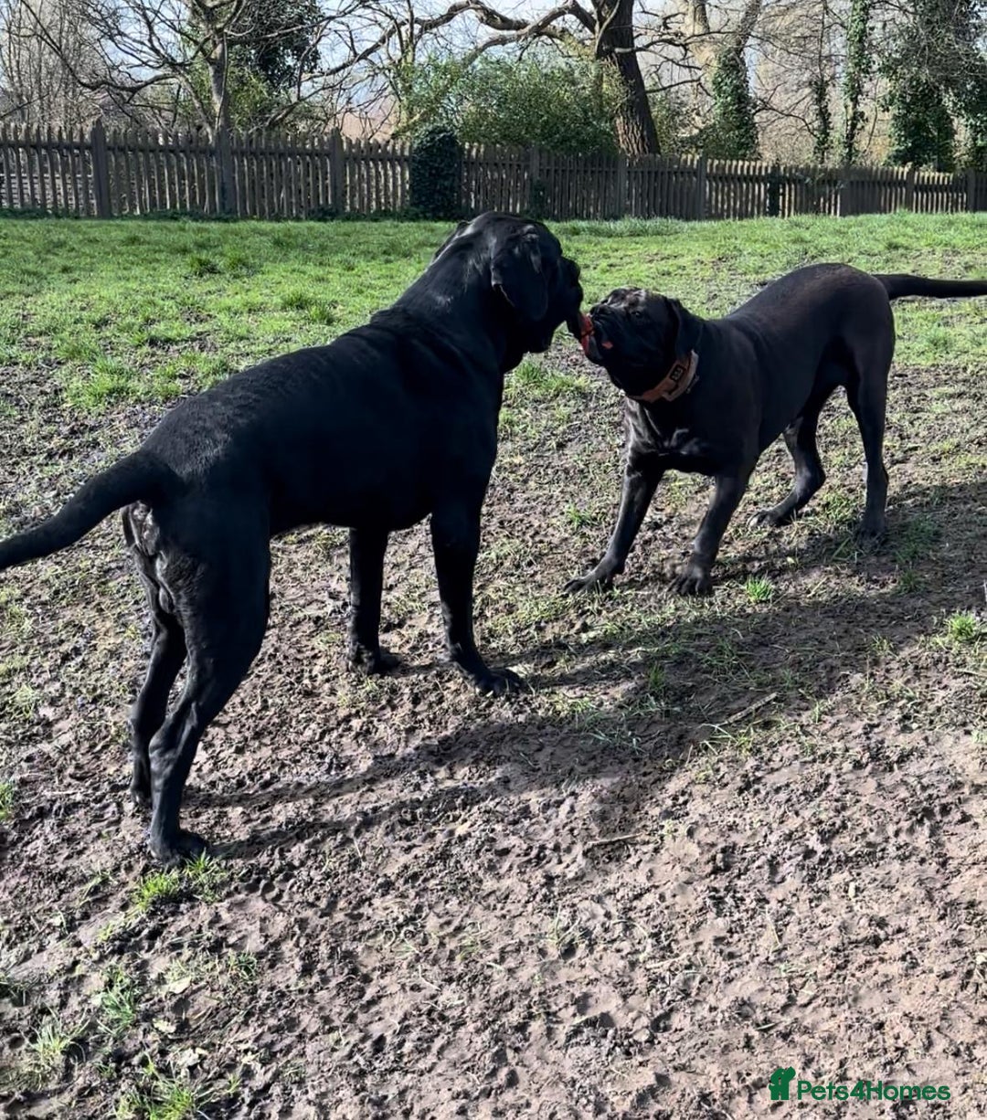 Cane Corso dogs for sale: Purebred Cane Corso Puppies – Exceptional Parent - Image 15
