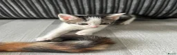 Domestic Shorthair cats for sale: 8 week kittens x 5 mixed, ginger, tortoiseshell  in Spalding - Advert 5