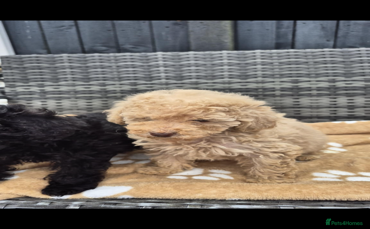 Poodle dogs - Advert 1