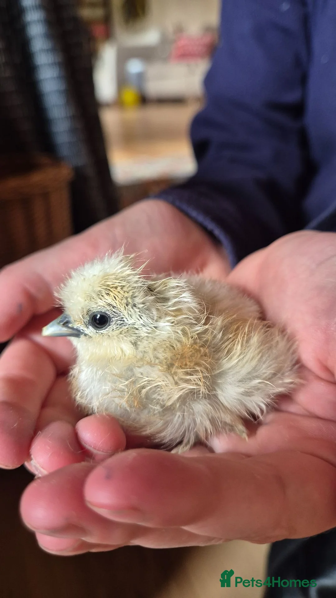 Chickens poultry for sale: Silkie bantams, 3 white 2 partridge - Advert 7