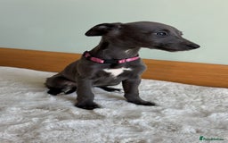 Whippet dogs for sale: Beautiful whippets puppies  - Image 2