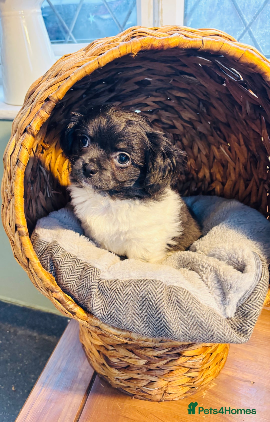 Chihuahua dogs for sale: Apple head blue white party boy puppy  - Advert 6