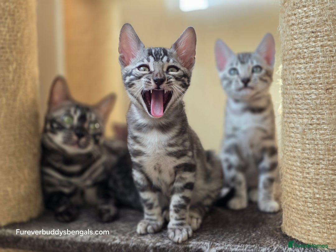 Bengal cats for sale: Gorgeous Silver and Charcoal Bengals  - Image 12