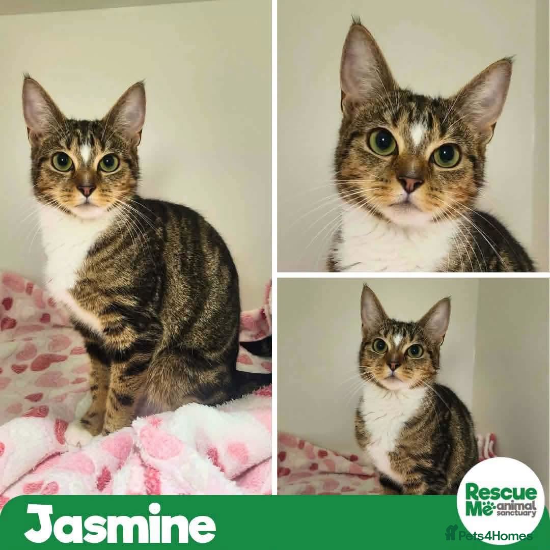 Mixed Breed cats Jasmine - Advert 2