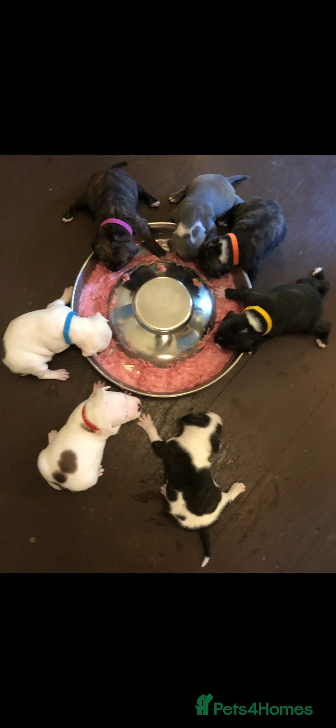 Staffordshire Bull Terrier dogs for stud: Staffordshire Bull Terrier Stud in Blandford Forum - Advert 4