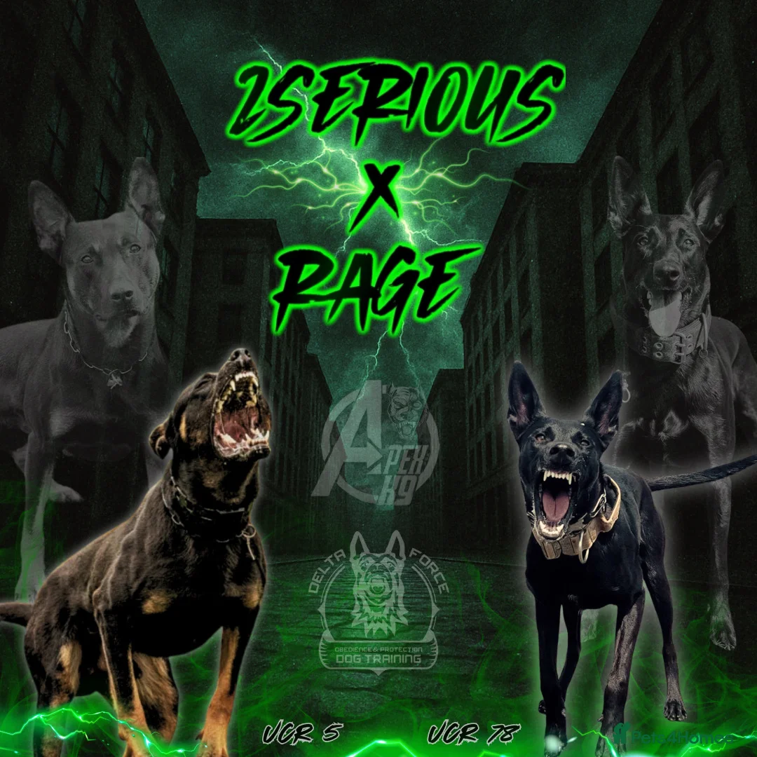 Belgian Shepherd Dog dogs for sale: Young Dutch Herder Male - 1 Year - Advert 7
