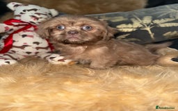 Shih Tzu dogs for sale: 💙 Stunning lilac shih tzu boy 💙 - Image 1