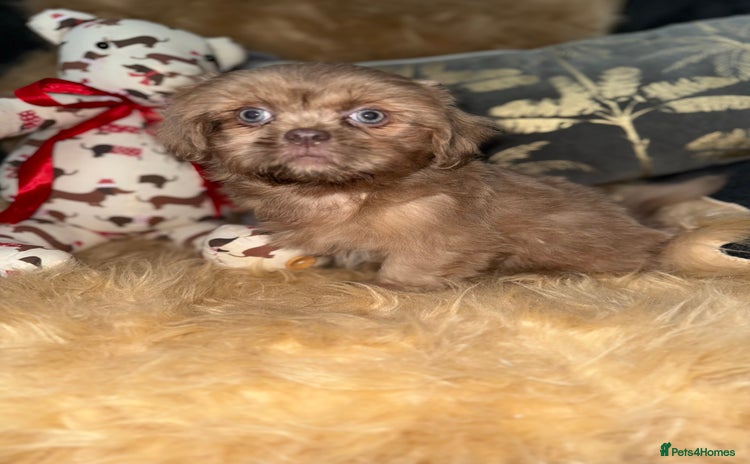 Shih Tzu dogs - Advert 1