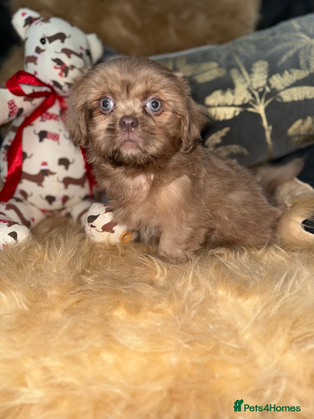 Shih Tzu dogs for sale: 💙 Stunning lilac shih tzu boy 💙 - Image 1