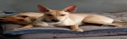 Mixed Breed dogs for adoption: Ivy and Fern  in Crewe - Advert 6