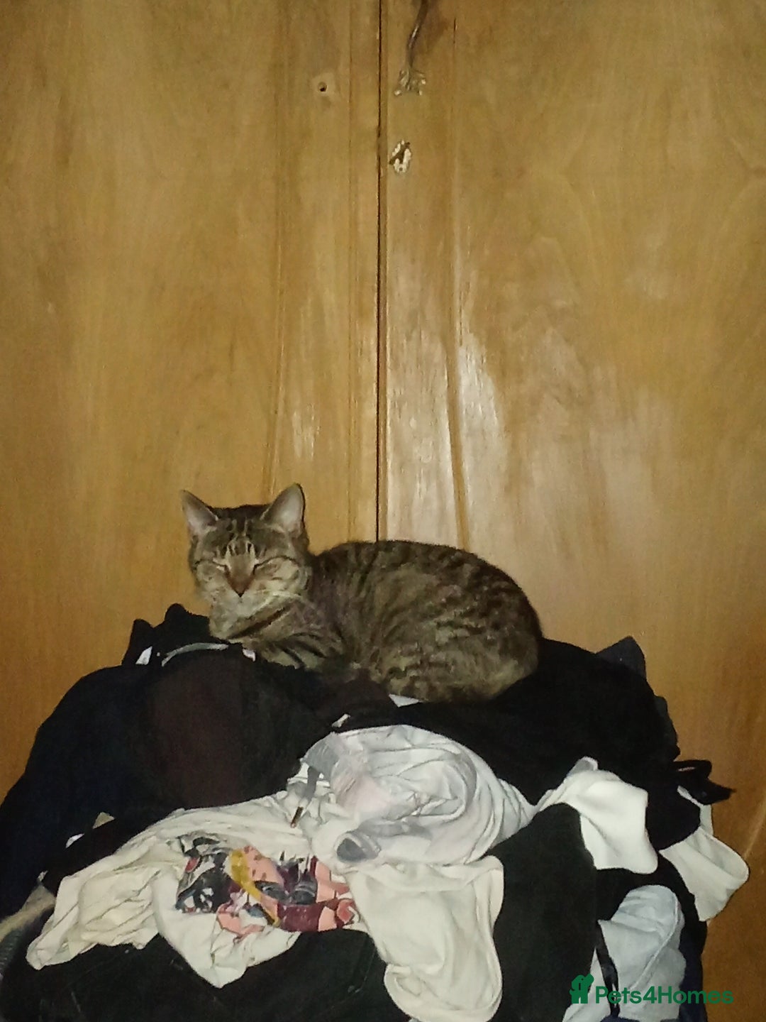 Mixed Breed cats for sale: Looking for her urgent forever home! - Advert 2