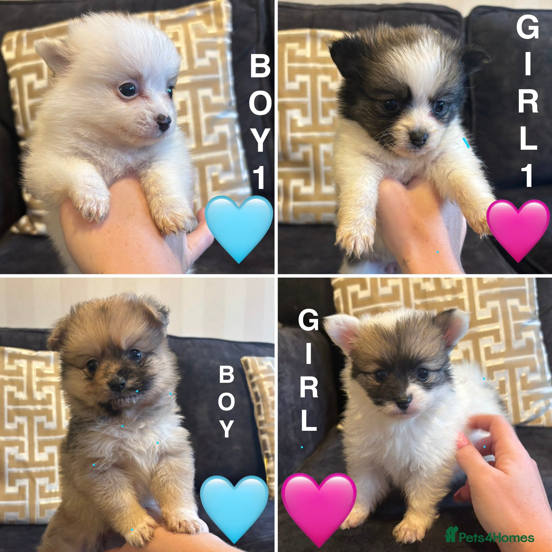 Pomchi dogs OPEN TO OFFERS READY TO LEAVE 16/02/26 - Advert 1