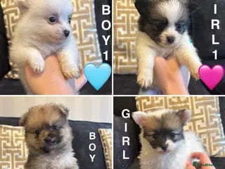 Pomchi dogs OPEN TO OFFERS READY TO LEAVE 16/02/26 - Advert 1