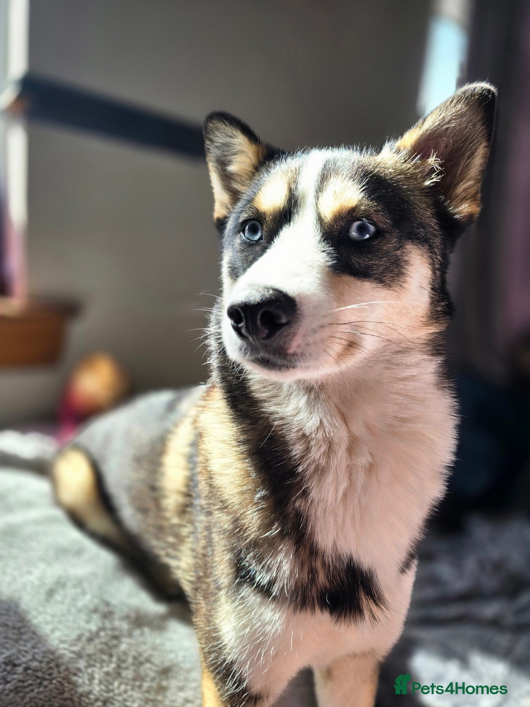 Pomsky dogs for sale: Pomsky Puppies for Sale - Advert 9