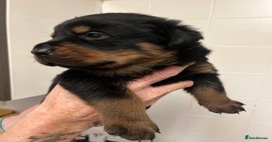 Rottweiler dogs - Advert 2