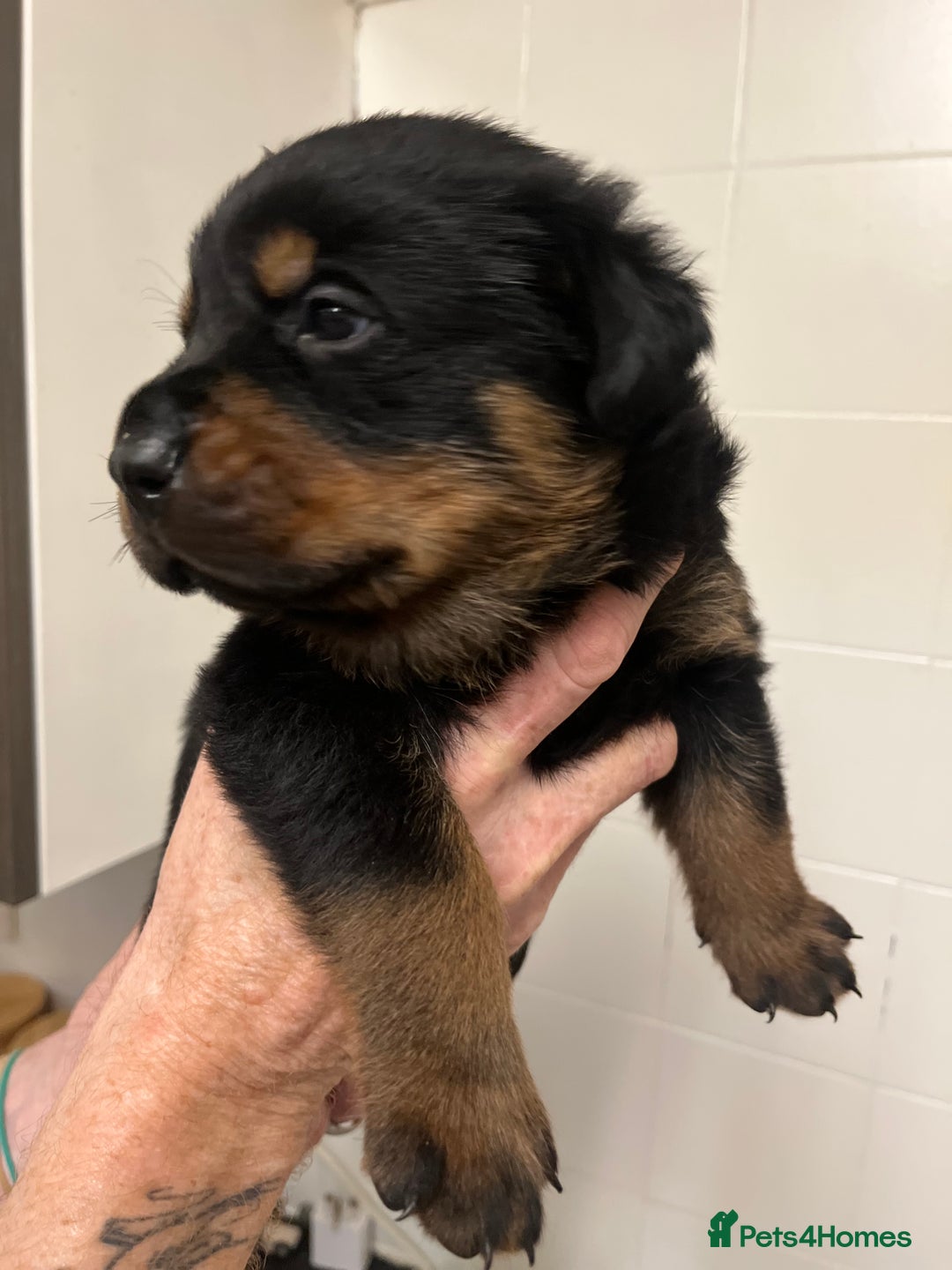 Rottweiler dogs for sale: 8 Beautiful, chunky Rottweiler pups  - Image 2