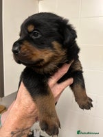 Rottweiler dogs - Advert 2