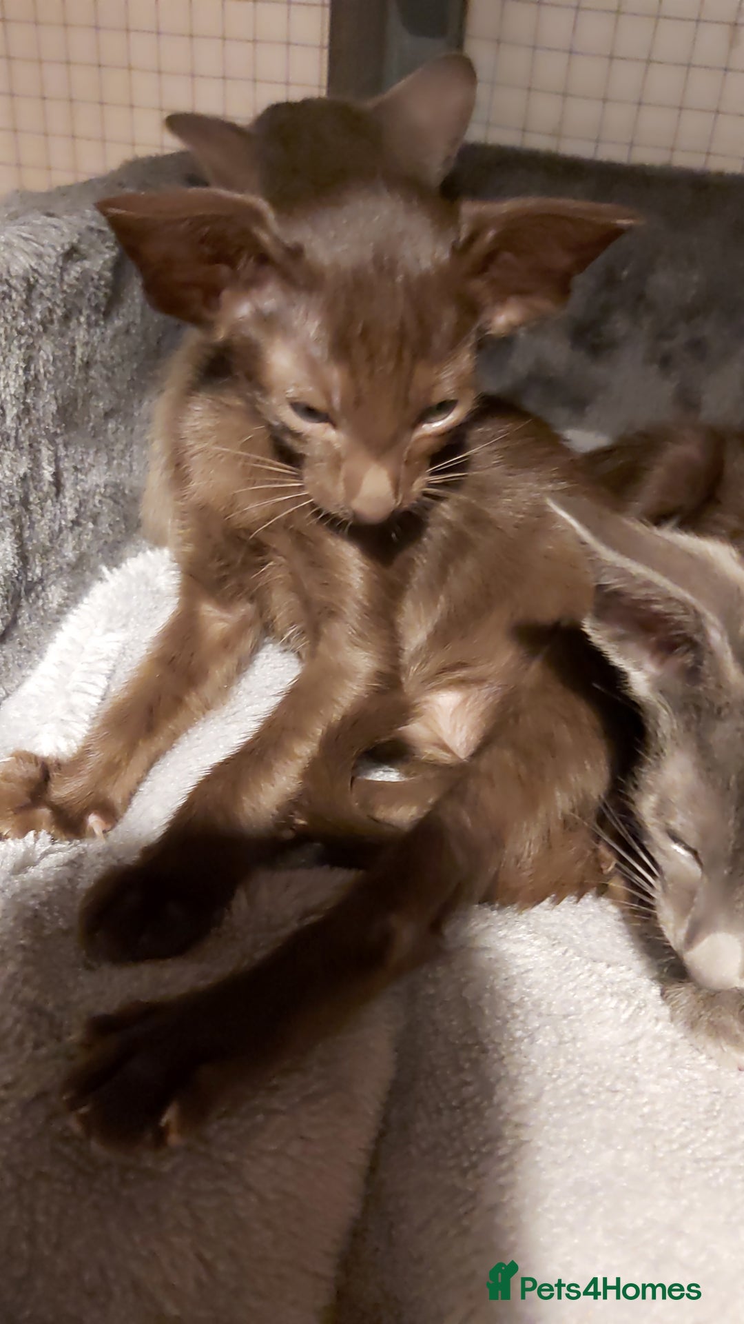 Oriental cats for sale: Full Pedigree Oriental 1 Kitten XL size ears GCCF - Advert 32