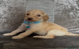 Cockapoo dogs for sale: stunning cockapoo puppies  - Image 21
