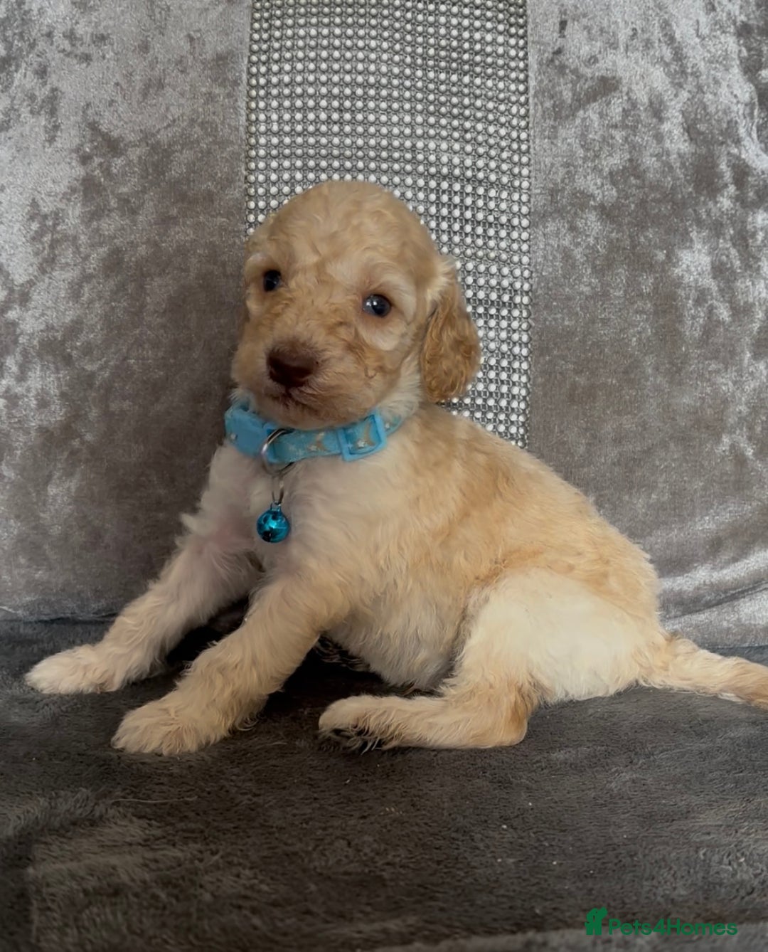 Cockapoo dogs for sale: stunning cockapoo puppies  - Image 21