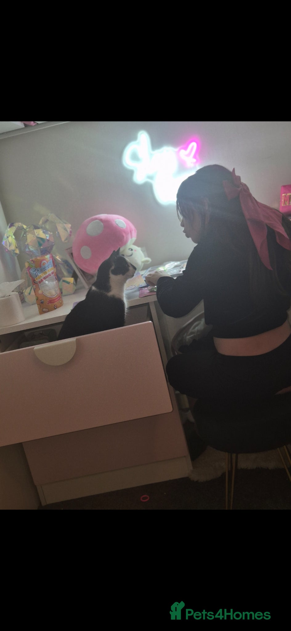 British Shorthair cats 2 year male cat - Advert 1