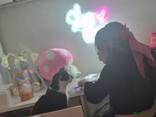 British Shorthair cats 2 year male cat - Advert 1