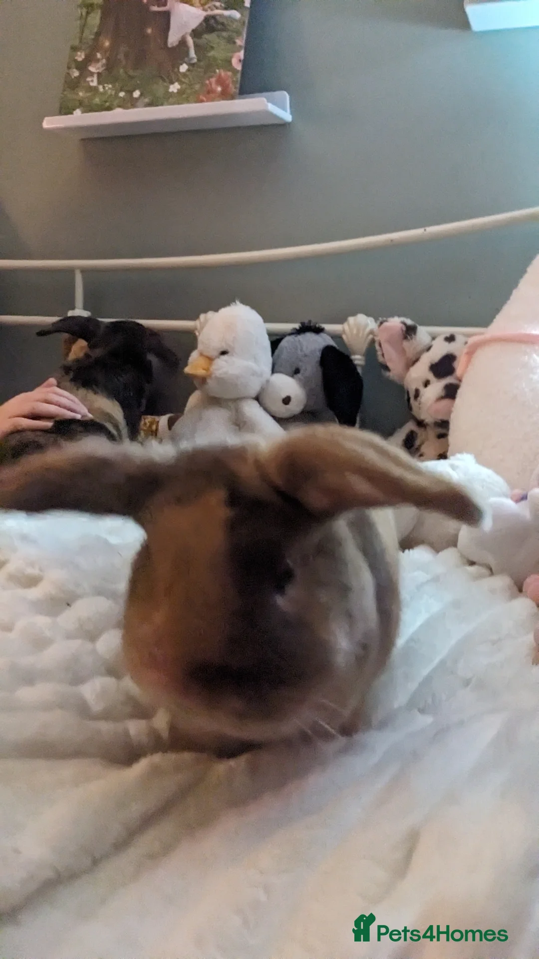 Mixed Breed rabbits for sale: Female bunnies X2 nearly 5 months - Advert 2