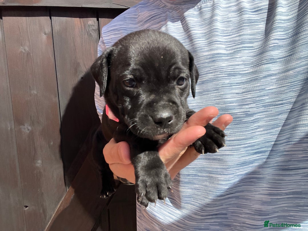 Staffordshire Bull Terrier dogs for sale: Last Stunning girl  - Image 8