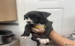 Mixed Breed dogs for sale: Beautiful mastiff cross pups - Image 3