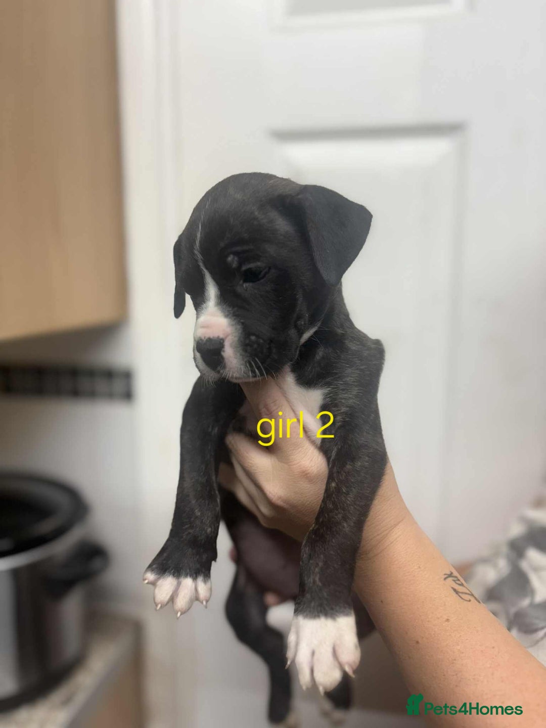 Mixed Breed dogs for sale: Beautiful mastiff cross pups - Image 3