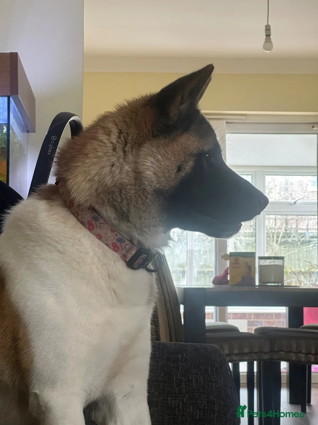 Akita dogs for sale: American akita - Advert 4
