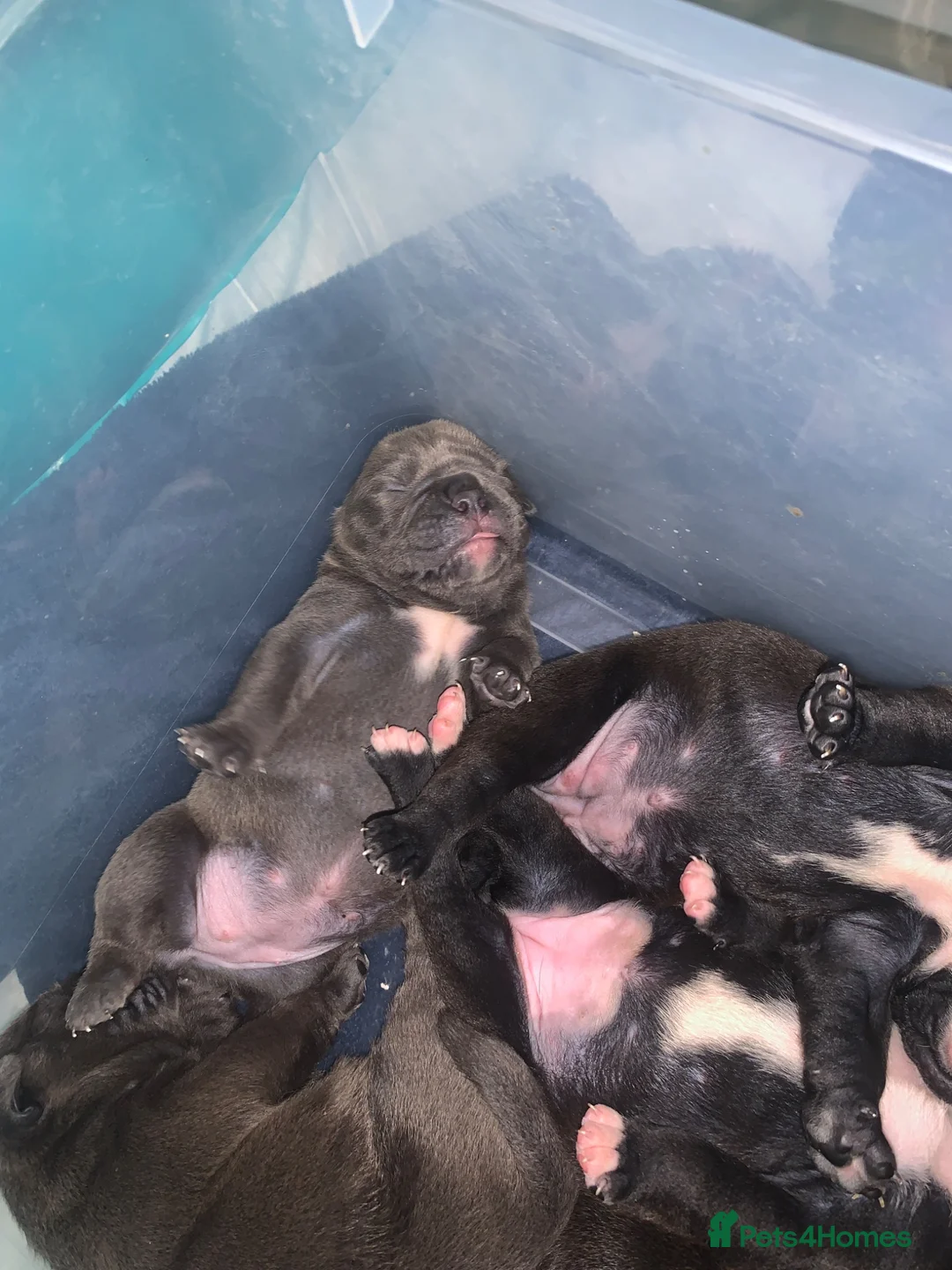Olde English Bulldogge dogs for sale: Old English bulldog Gline bloodline top quality  - Advert 2