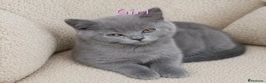 British Shorthair 2