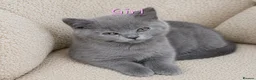British Shorthair cats for sale: 🩵🩷*READY SOON*🩵🩷 - Advert 2