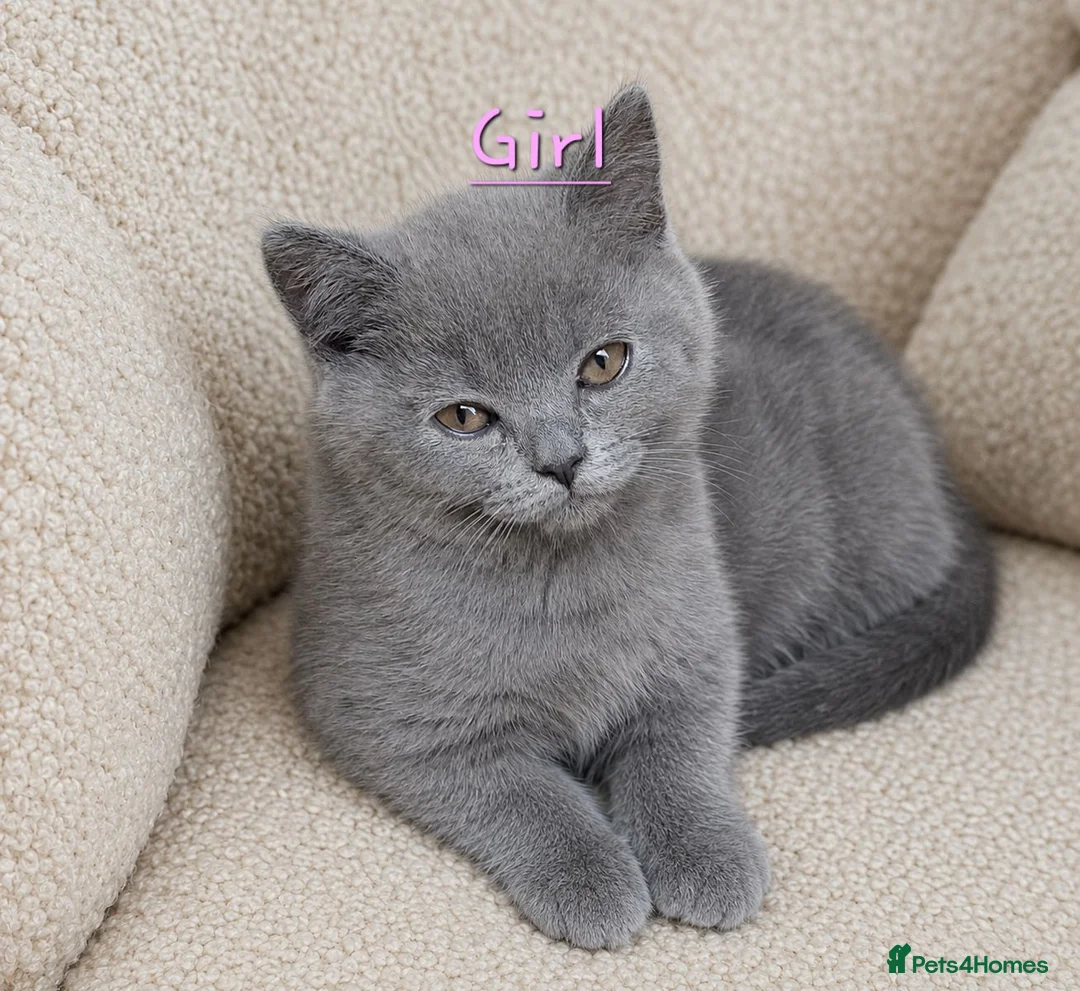 British Shorthair cats for sale: 🩵🩷*READY SOON*🩵🩷 - Advert 2