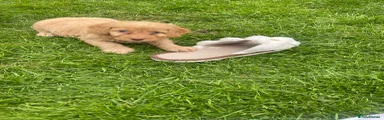 Cockapoo 8