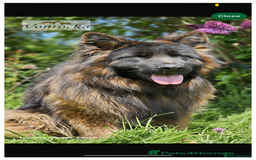 German Shepherd dogs for sale: Beautiful black and gold German shepherd puppies  - Image 9