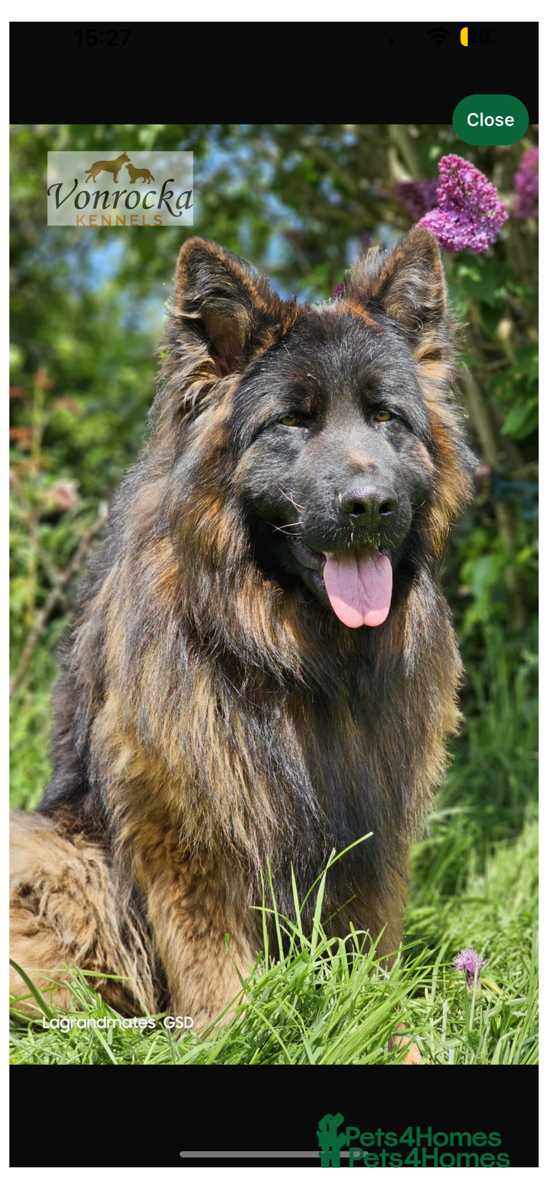 German Shepherd dogs for sale: Beautiful black and gold German shepherd puppies  - Image 9